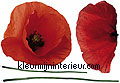 interieurstickers bloemen