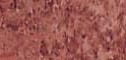 marmoleum click laminaat 53164